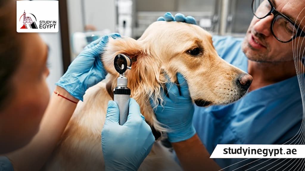 شروط القبول في كلية الطب البيطري في مصر
