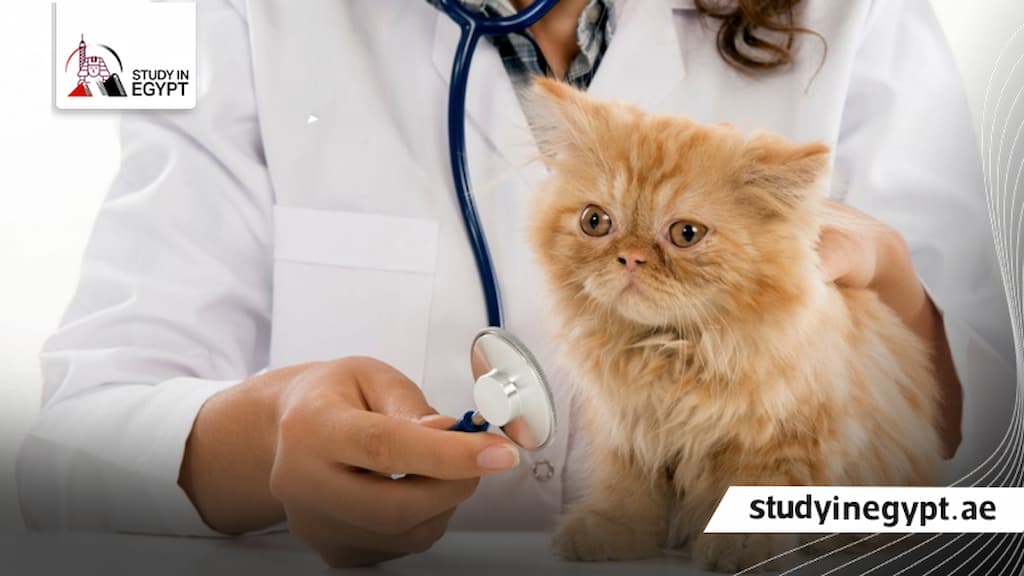 دراسة الطب البيطري في مصر للسعوديين
