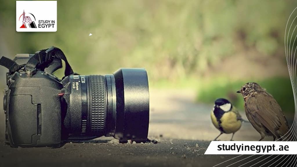 أفضل جامعة لدراسة التصوير الفوتوغرافي في مصر